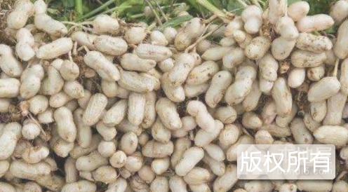 泰兴花生