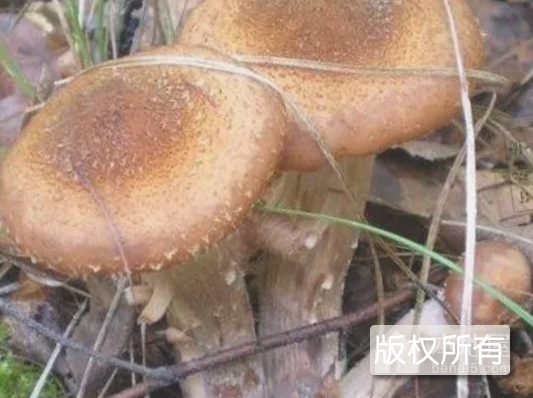 黑龙江野生榛蘑