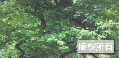 相思树的传说
