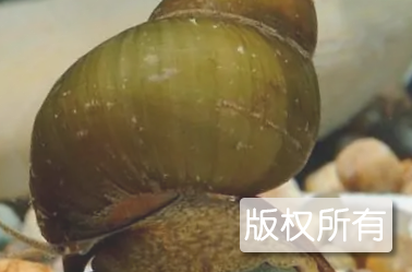 生炒田螺