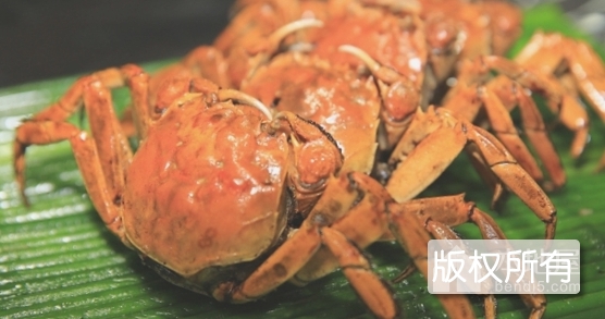 大黄堡河蟹