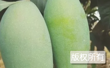 四季蜜芒
