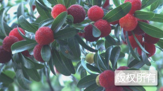冷水江杨梅
