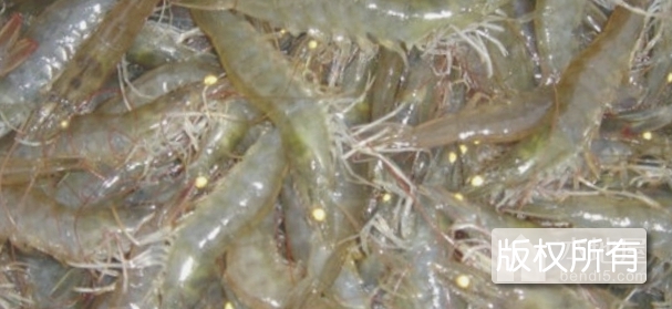 宁河南美白对虾