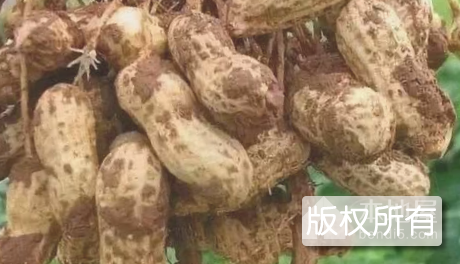 电白花生
