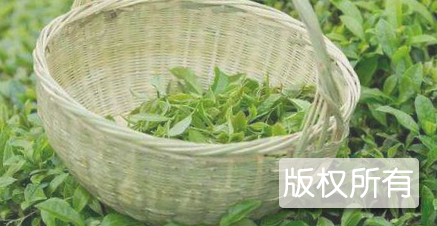 南村茶叶