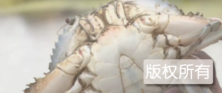 马家荡大青蟹