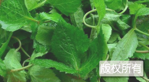 张家界野菜