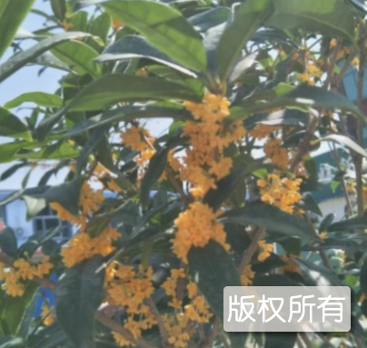 磊石桂花