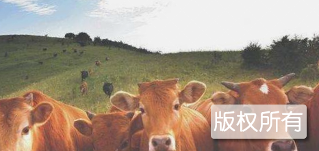 琼中小黄牛