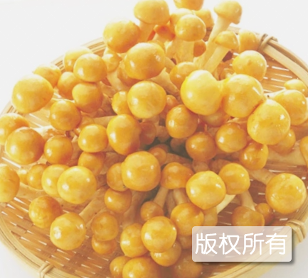庄河滑子菇