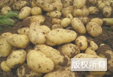 怀安马铃薯