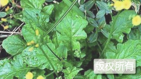 还阳草