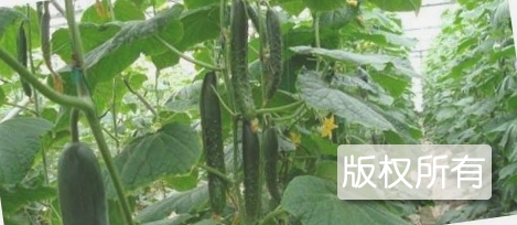 武强温室黄瓜