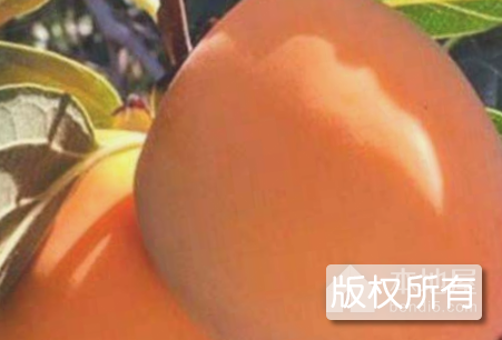 仰韶牛心柿