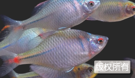 鳑鮍鱼