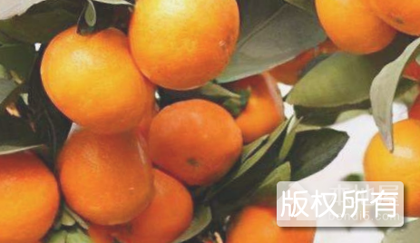 八月桔