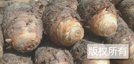 河市槟榔芋