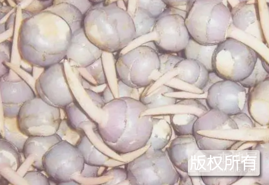 宝应慈姑