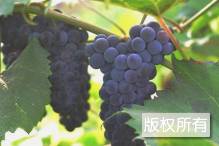 雷官葡萄