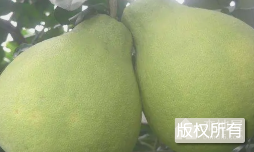 汶朗蜜柚