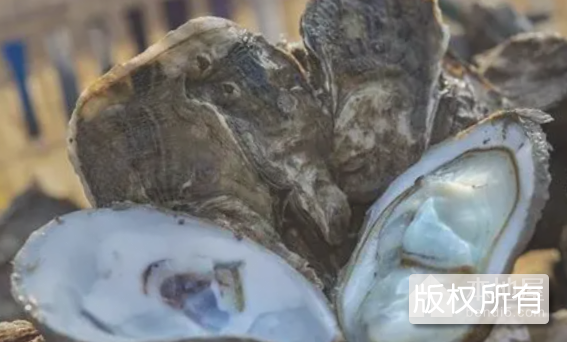 三门牡蛎