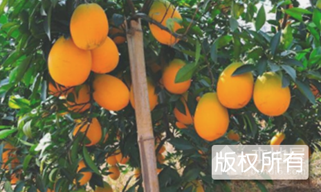 郴州脐橙