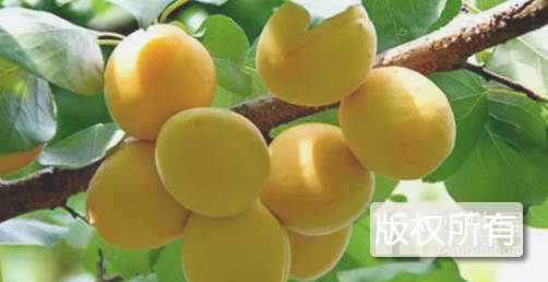鄂尔多斯酸毛杏