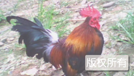 矮脚鸡