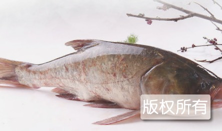 清河胖头鱼
