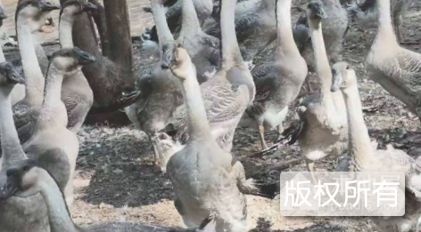白沙狮头鹅