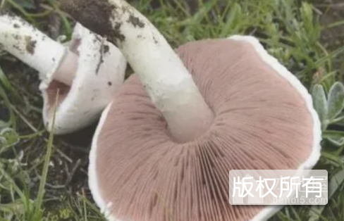 根河山野蘑菇