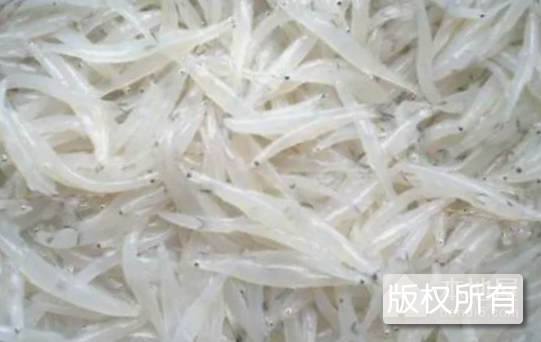 洞庭银鱼