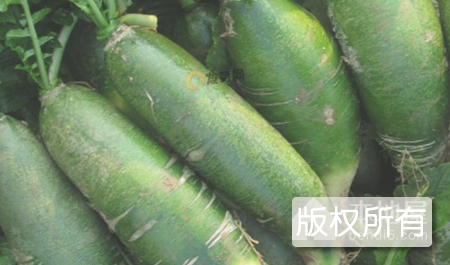 龙阳绿萝卜