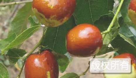 随州红枣