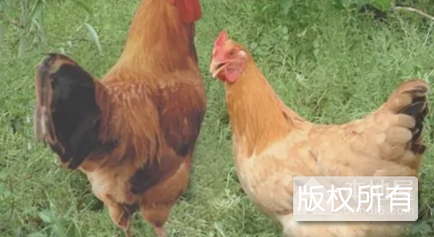 南召土鸡