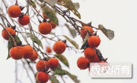 玉屏无核糯柿