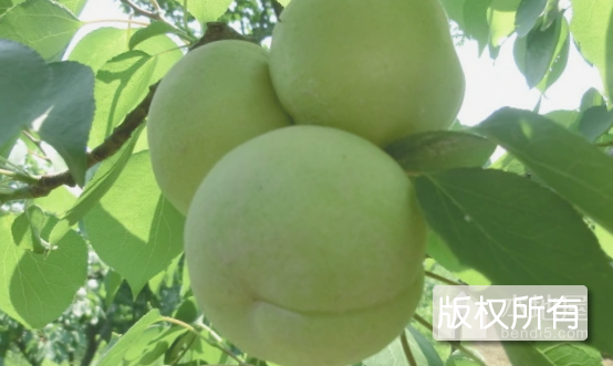 银白杏