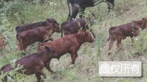 古蔺牛