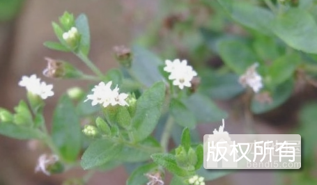甜叶菊
