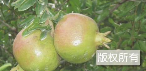 番石榴叶茶