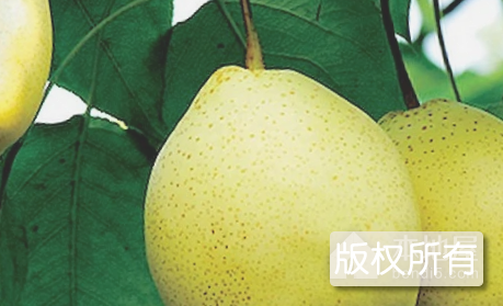 冠县鸭梨