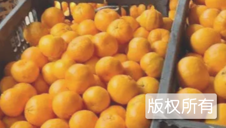 南丹椪柑