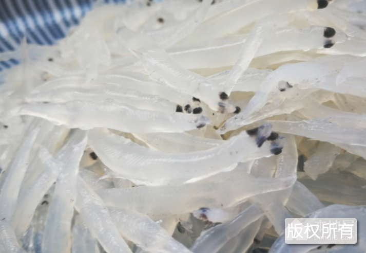 鄱阳湖银鱼