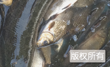 湖水煮湖鱼