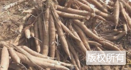 木薯