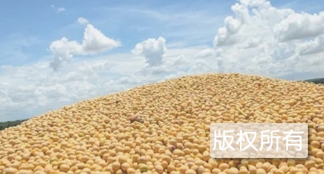 讷河大豆