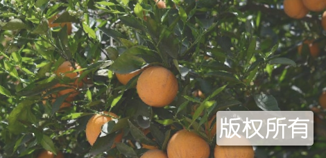 泸县甜橙