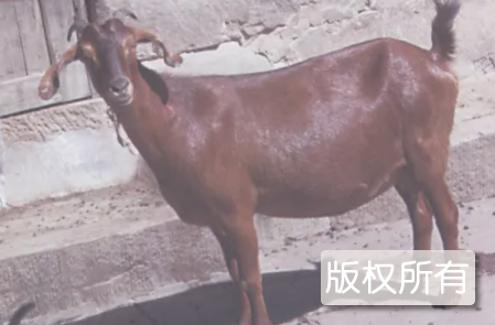 南江黄羊汤