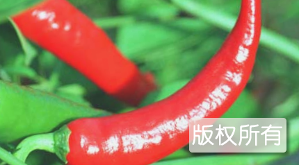 宝庆辣椒